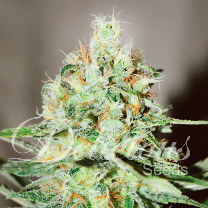 Semillas de marihuana feminizadas Jâgg Kush de Delicious Seeds, cogollo.