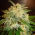 AUTO LA BELLA AFRODITA (Delicious Seeds)