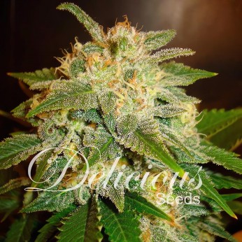 Semillas de marihuana autoflorecientes La Bella Afrodita de Delicious Seeds, cogollo.
