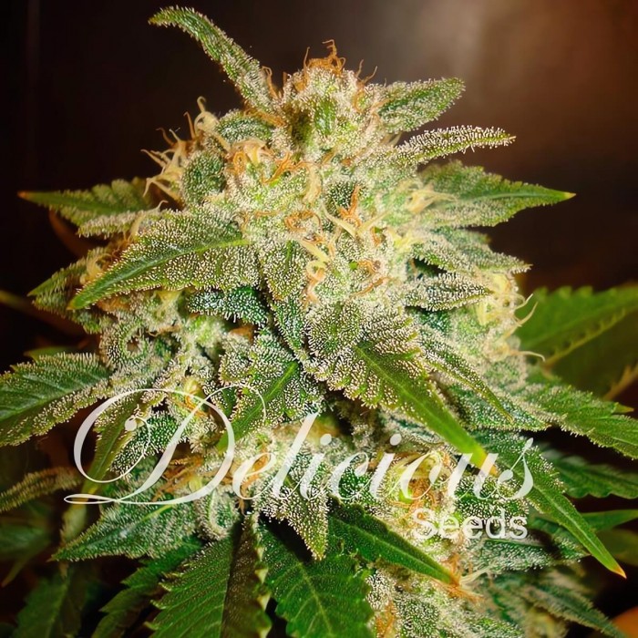 Semillas de marihuana autoflorecientes La Bella Afrodita de Delicious Seeds, cogollo.