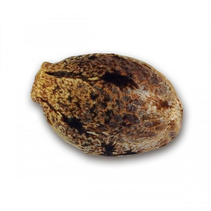 Semillas de marihuana autoflorecientes La Bella Afrodita de Delicious Seeds, cañamón.