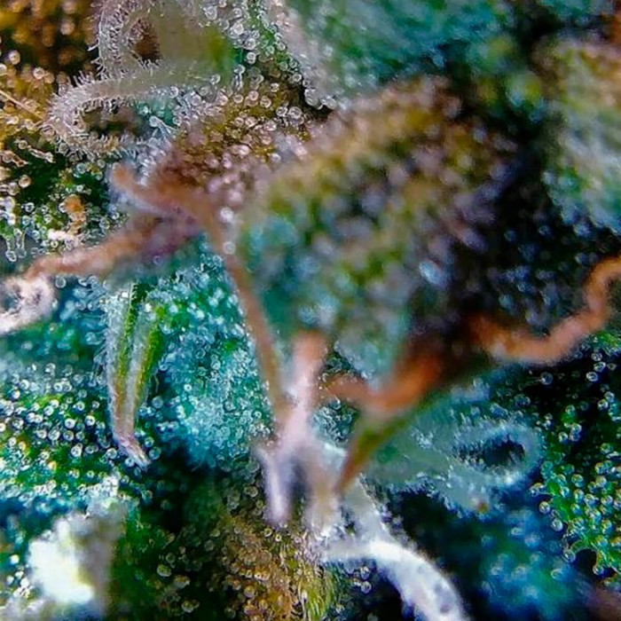 Semillas de marihuana autoflorecientes La Bella Afrodita de Delicious Seeds, resina.