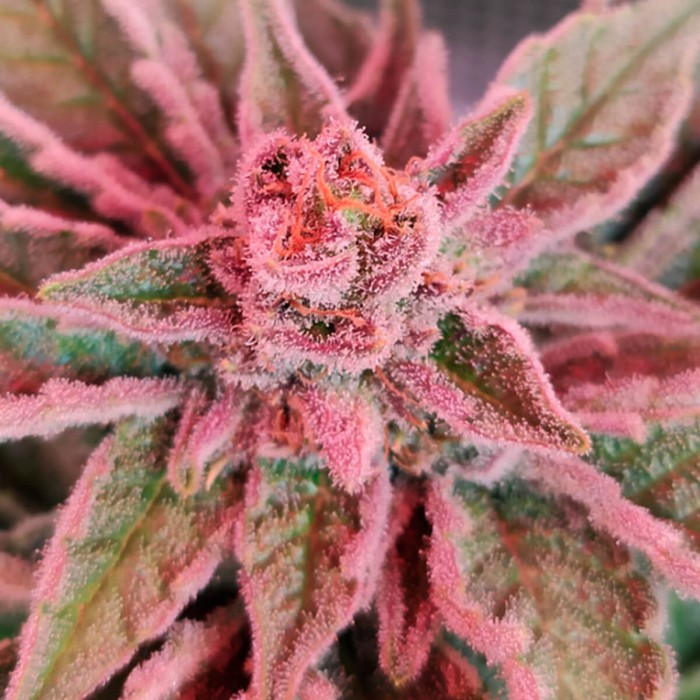 Semillas de marihuana feminizadas Lord Kush de Delicious Seeds, cogollo rosa.