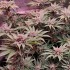Semillas de marihuana feminizadas Lord Kush de Delicious Seeds, cultivo de interior.