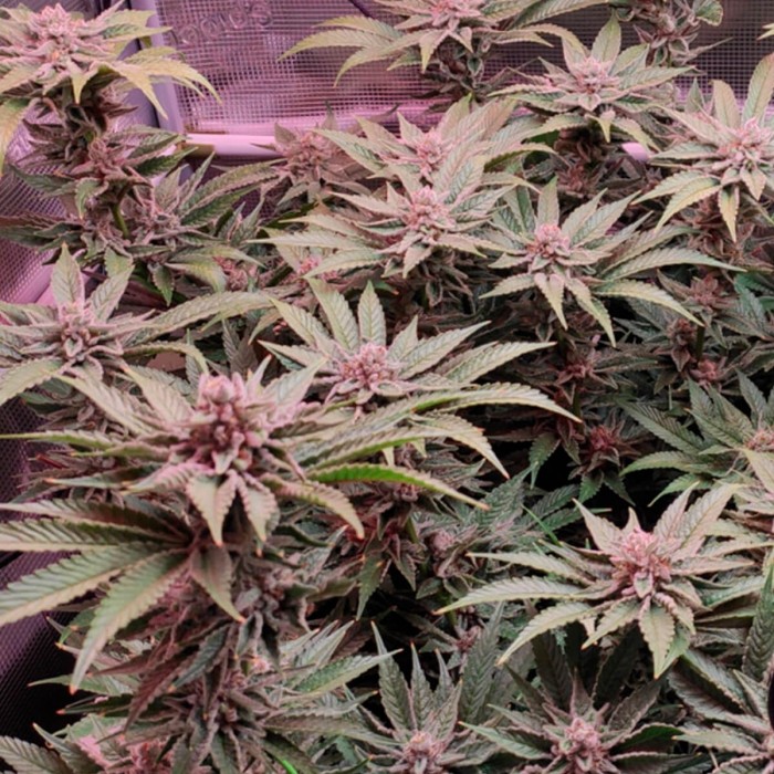Semillas de marihuana feminizadas Lord Kush de Delicious Seeds, cultivo de interior.