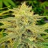 Semillas de marihuana feminizadas Lord Kush de Delicious Seeds, cogollo resinoso.