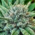Semillas de marihuana feminizadas Lord Kush de Delicious Seeds, cogollo prieto.