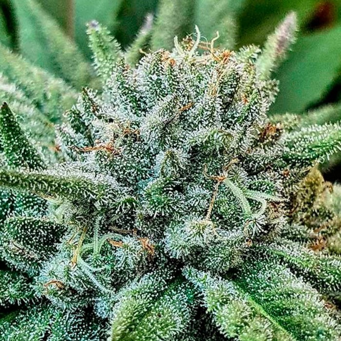 Semillas de marihuana feminizadas Lord Kush de Delicious Seeds, cogollo prieto.