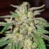 Semillas de marihuana feminizadas Lord Kush de Delicious Seeds, cogollo.