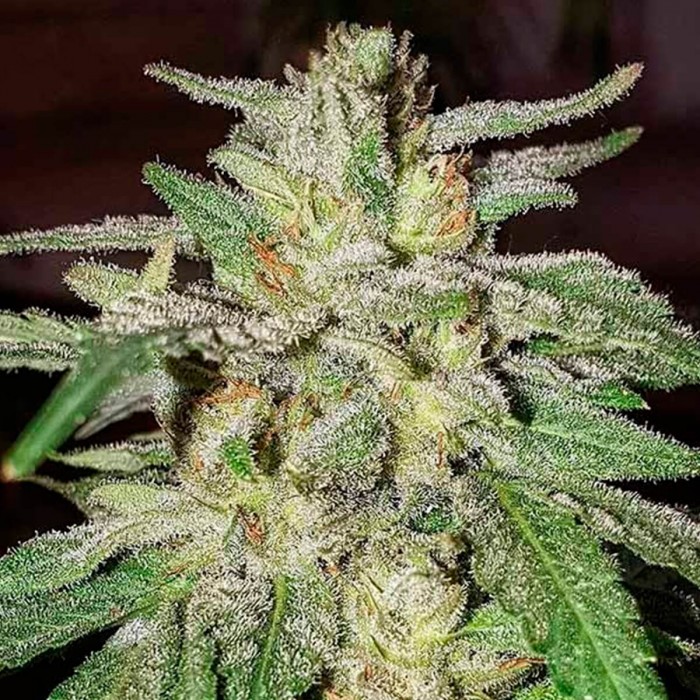 Semillas de marihuana feminizadas Lord Kush de Delicious Seeds, cogollo.