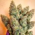Semillas de marihuana feminizadas Lord Kush de Delicious Seeds, puntas principales.