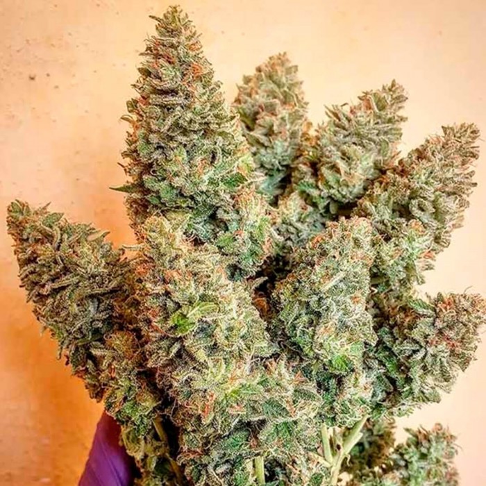 Semillas de marihuana feminizadas Lord Kush de Delicious Seeds, puntas principales.