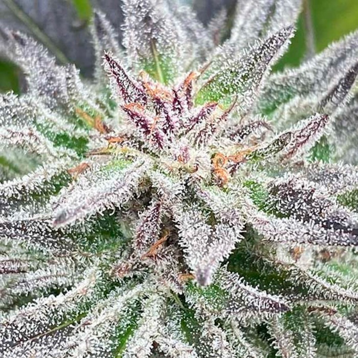 Semillas de marihuana feminizadas Lord Kush de Delicious Seeds, tricomas.