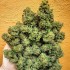 Semillas de marihuana feminizadas Lord Kush de Delicious Seeds, cosecha.