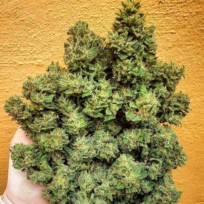 Semillas de marihuana feminizadas Lord Kush de Delicious Seeds, cosecha.