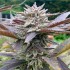 Semillas de marihuana feminizadas Lord Kush de Delicious Seeds, cogollo morado.
