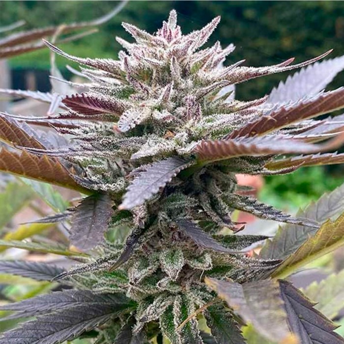 Semillas de marihuana feminizadas Lord Kush de Delicious Seeds, cogollo morado.