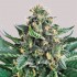 Semillas de marihuana feminizadas Lord Kush de Delicious Seeds, portada.