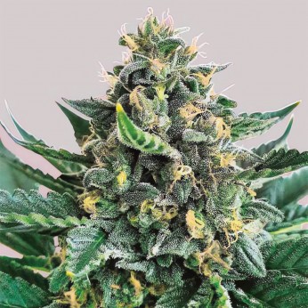 Semillas de marihuana feminizadas Lord Kush de Delicious Seeds, portada.