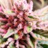 Semillas de marihuana feminizadas Lord Kush de Delicious Seeds, cultivo LED.