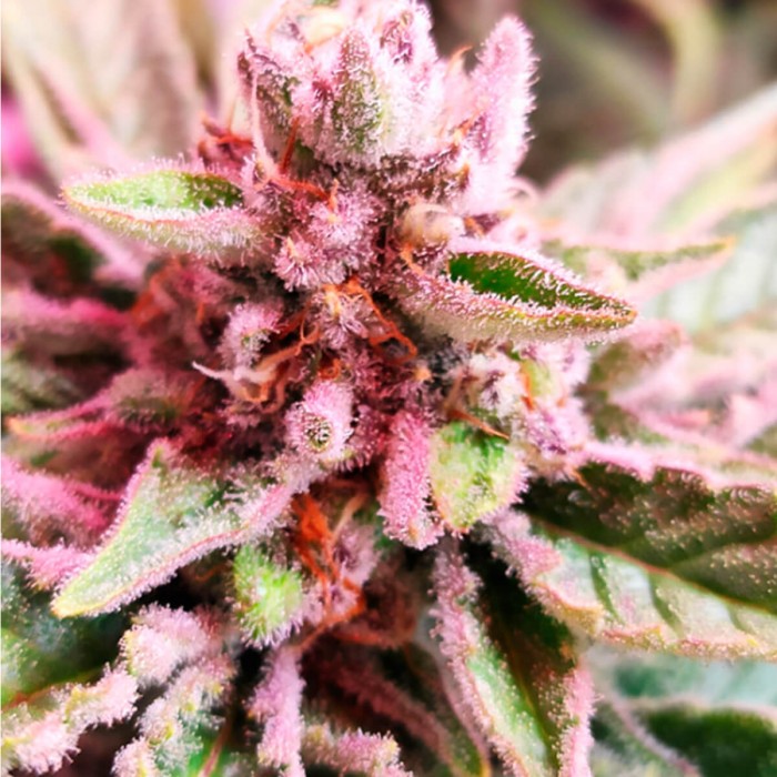 Semillas de marihuana feminizadas Lord Kush de Delicious Seeds, cultivo LED.