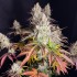 Semillas de marihuana feminizadas Fruit Bomb Punch de Dutch Passion Seeds, cogollos resinosos.