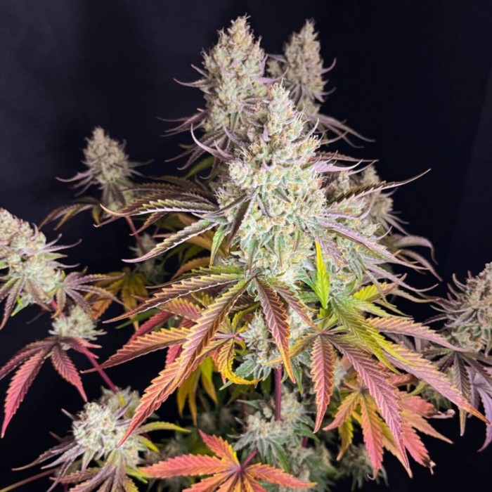Semillas de marihuana feminizadas Fruit Bomb Punch de Dutch Passion Seeds, cogollos resinosos.