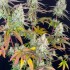 Semillas de marihuana feminizadas Fruit Bomb Punch de Dutch Passion Seeds, genética morada.