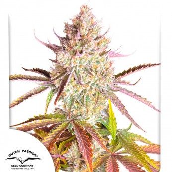 Semillas de marihuana feminizadas Fruit Bomb Punch de Dutch Passion Seeds.