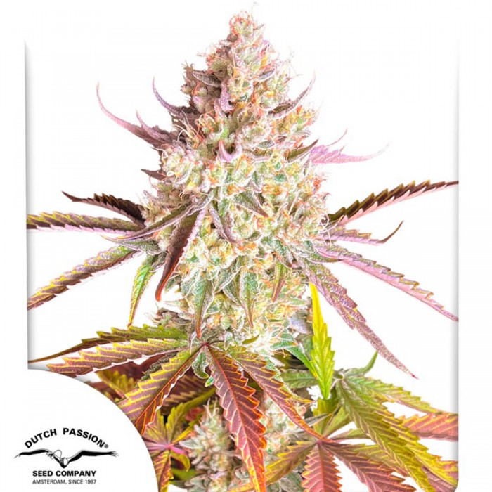 Semillas de marihuana feminizadas Fruit Bomb Punch de Dutch Passion Seeds.