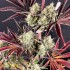 Semillas de marihuana feminizadas Fruit Bomb Punch de Dutch Passion Seeds, planta morada.