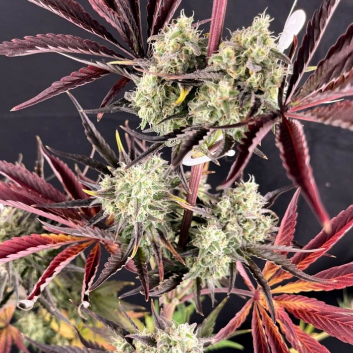 Semillas de marihuana feminizadas Fruit Bomb Punch de Dutch Passion Seeds, planta morada.