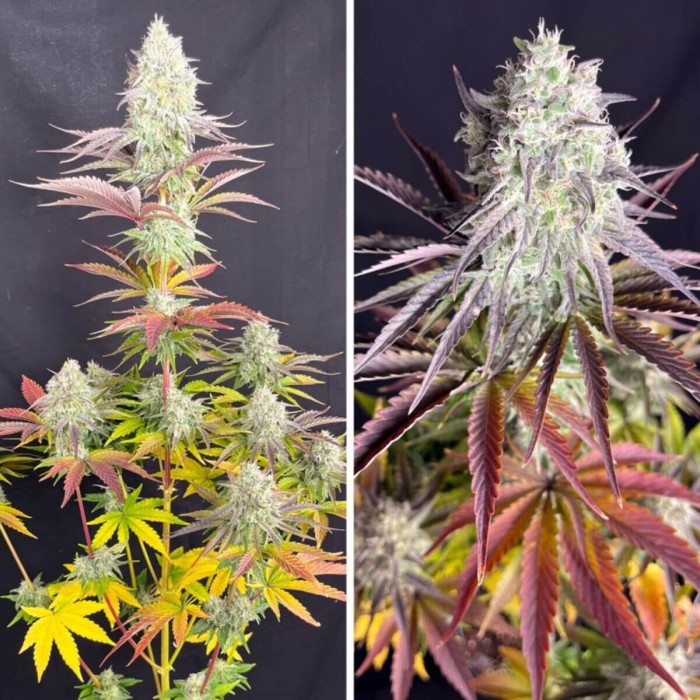 Semillas de marihuana feminizadas Fruit Bomb Punch de Dutch Passion Seeds, fenotipos.