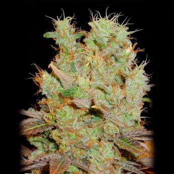 Semillas marihuana  SOMANGO (Soma Seeds) Feminizadas