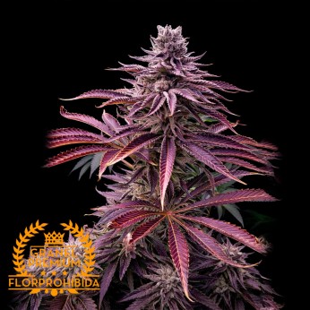 Semillas de marihuana feminizadas a granel Premium FP Mimosa, cogollo morado.
