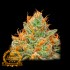 Semillas de marihuana feminizadas Original Piña Granel Premium FP, cogollo.