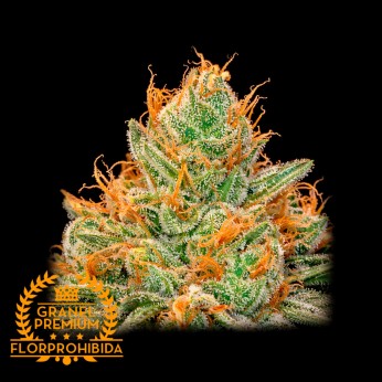 Semillas de marihuana feminizadas Original Piña Granel Premium FP, cogollo.