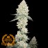 Semillas de marihuana feminizadas Lemon Bean de granel Premium FP, cogollo resinoso.