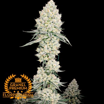 Semillas de marihuana feminizadas Lemon Bean de granel Premium FP, cogollo resinoso.