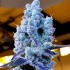 Semillas de marihuana feminizadas Mandarin Cookies V2 de Ethos Genetics.