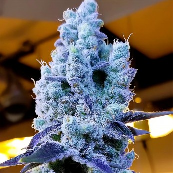Semillas de marihuana feminizadas Mandarin Cookies V2 de Ethos Genetics.