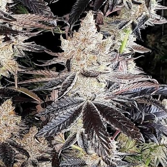 Semillas de marihuana feminizadas Ethos Cookies R2 de Ethos Genetics.