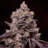 Semillas de marihuana feminizadas Fanta Sea RBX de Ethos Genetics.
