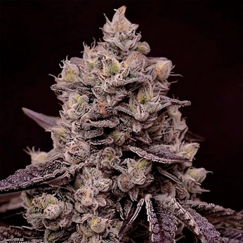 Semillas de marihuana feminizadas Fanta Sea RBX de Ethos Genetics.
