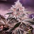 Semillas de marihuana feminizadas Ethos Apex R1 de Ethos Genetics.