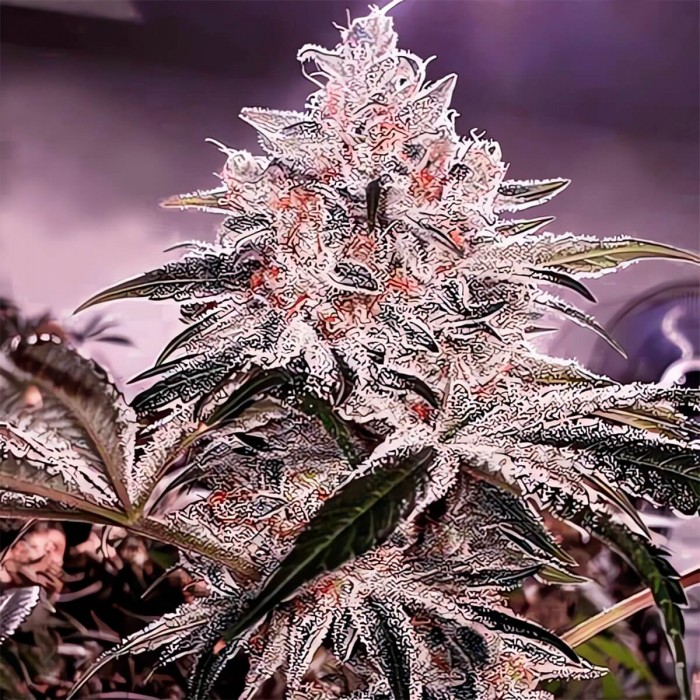 Semillas de marihuana feminizadas Ethos Apex R1 de Ethos Genetics.