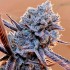 LILAC DIESEL RBX2 (Ethos Genetics)