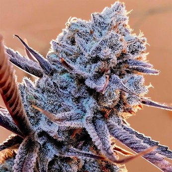 Semillas de marihuana feminizadas Lilac Diesel RBX2 de Ethos Genetics.