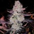 Semillas de marihuana feminizadas Grape Diamonds R2 de Ethos Genetics.