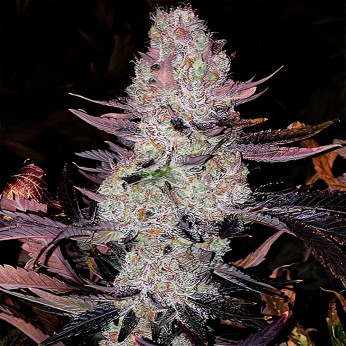Semillas de marihuana feminizadas Grape Diamonds R2 de Ethos Genetics.